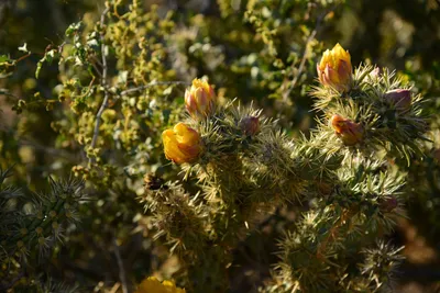 DSC_1840 (Large).JPG